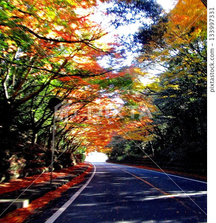 霧島錦江灣國立公園的秋葉 133997331