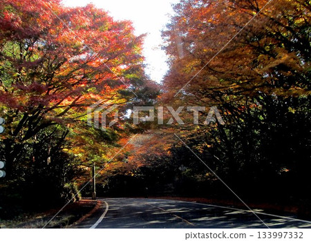 霧島錦江灣國立公園的秋葉 霧島錦江灣國立公園的秋葉 133997332