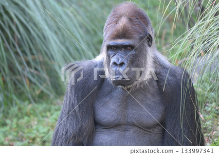 A gorilla with nothing to do and no energy 133997341