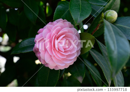 Former Furukawa Gardens, Otome Camellia Former Furukawa Gardens, Otome Camellia 133997718