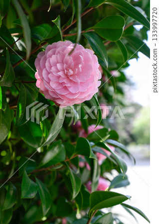 Former Furukawa Gardens, Otome Camellia Former Furukawa Gardens, Otome Camellia 133997720