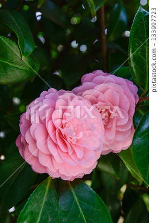 原古河庭園，乙女山茶 133997723