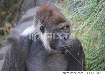 一隻表情憤怒的大猩猩說，他沒這麼說。 133997873