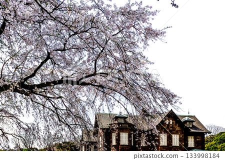 Former Furukawa Gardens: Western-style building and cherry blossoms 133998184