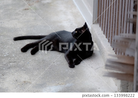 Cat's daily life Cat's daily life 133998222