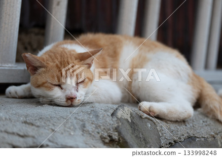 貓的日常生活 133998248