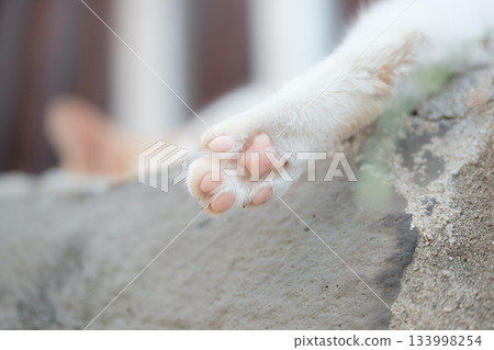 Cat's daily life 133998254