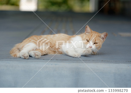 Cat's daily life 133998270