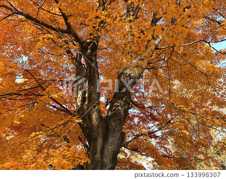 從下方可以看到一棵巨大的楓樹。 從下方可以看到一棵巨大的楓樹。 133998307