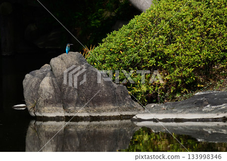 Former Furukawa Gardens, Shinji Pond, Kingfisher 133998346