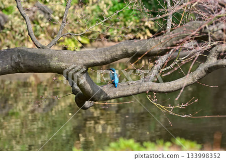 Former Furukawa Gardens, Shinji Pond, Kingfisher 133998352