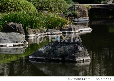Former Furukawa Gardens, Shinji Pond, Kingfisher Former Furukawa Gardens, Shinji Pond, Kingfisher 133998353