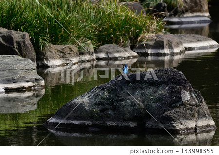 古川庭園舊址、真司池、翠鳥 133998355