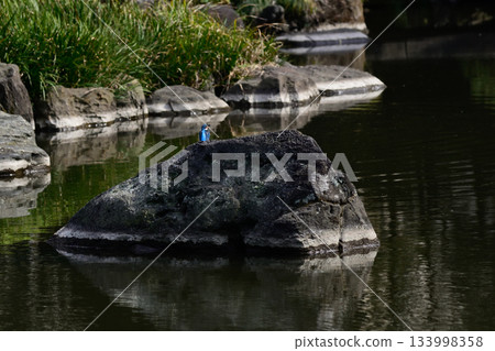 Former Furukawa Gardens, Shinji Pond, Kingfisher 133998358