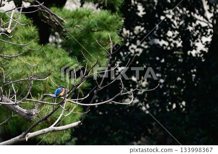 Former Furukawa Gardens, Shinji Pond, Kingfisher 133998367