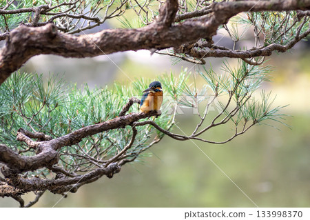 Former Furukawa Gardens, Shinji Pond, Kingfisher 133998370