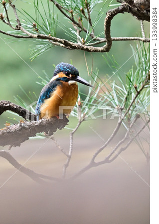 Former Furukawa Gardens, Shinji Pond, Kingfisher 133998384