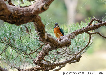 Former Furukawa Gardens, Shinji Pond, Kingfisher 133998387