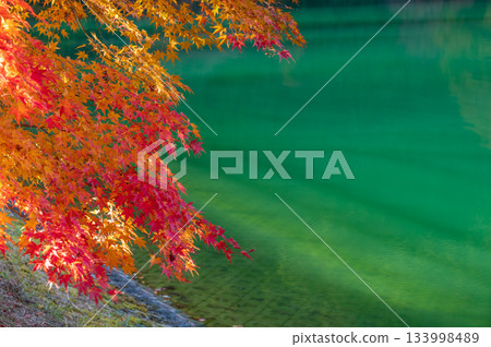 南Inaga湖秋葉 133998489