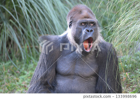 一隻大猩猩無聊地打起了哈欠。 133998696