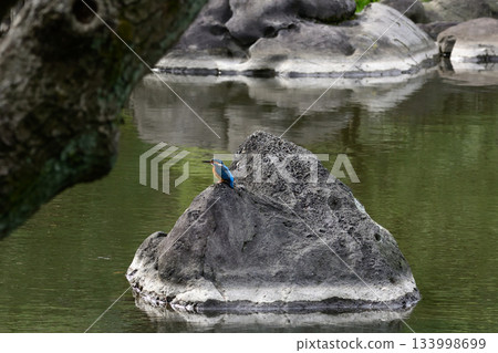Former Furukawa Gardens, Shinji Pond, Kingfisher 133998699