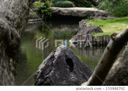Former Furukawa Gardens, Shinji Pond, Kingfisher 133998702