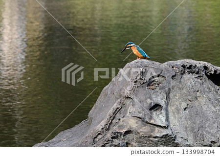 Former Furukawa Gardens, Shinji Pond, Kingfisher 133998704