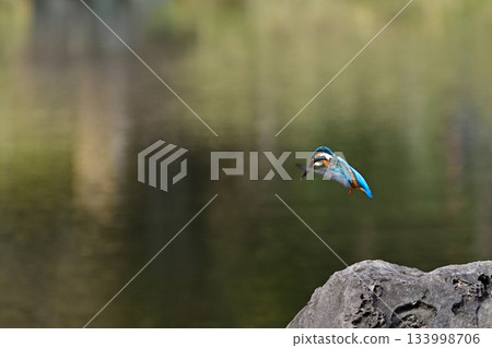 Former Furukawa Gardens, Shinji Pond, Kingfisher 133998706