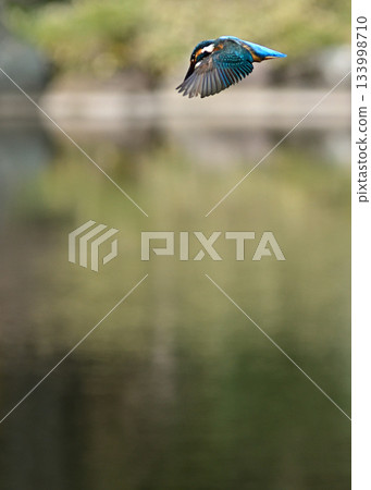 Former Furukawa Gardens, Shinji Pond, Kingfisher 133998710