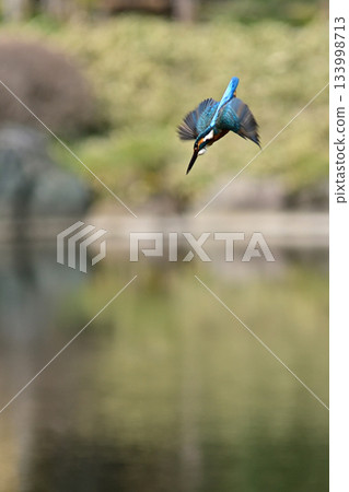 Former Furukawa Gardens, Shinji Pond, Kingfisher 133998713