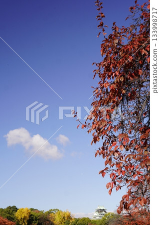 Autumn leaves and blue sky, Osaka Castle in the distance 133998717