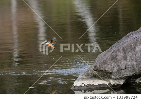 Former Furukawa Gardens, Shinji Pond, Kingfisher 133998724