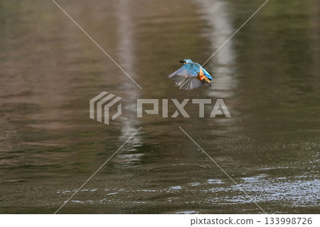 Former Furukawa Gardens, Shinji Pond, Kingfisher 133998726