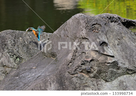古川庭園舊址、真司池、翠鳥 133998734