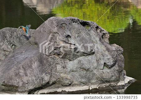 Former Furukawa Gardens, Shinji Pond, Kingfisher Former Furukawa Gardens, Shinji Pond, Kingfisher 133998735