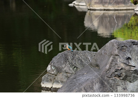 Former Furukawa Gardens, Shinji Pond, Kingfisher 133998736