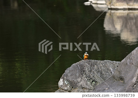 Former Furukawa Gardens, Shinji Pond, Kingfisher 133998739