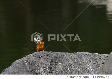 Former Furukawa Gardens, Shinji Pond, Kingfisher 133998743