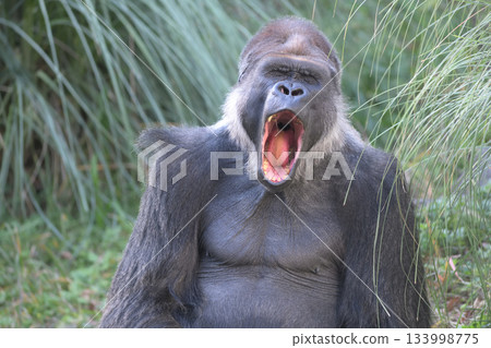 一隻大猩猩打著哈欠，眼睛閉著，嘴巴張得大大的。 133998775
