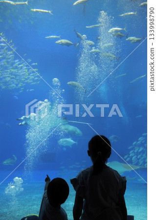 孩子們在美麗海水族中觀賞水族館 孩子們在美麗海水族中觀賞水族館 133998790