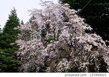 老古河花園裡的櫻花 133999023