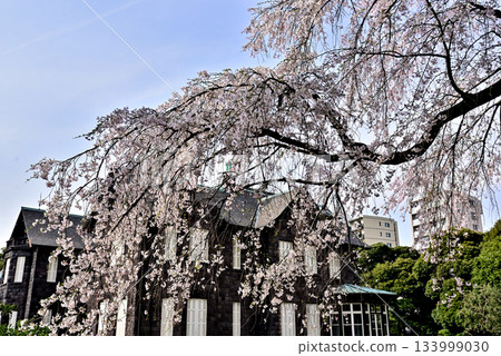 古河庭園舊址：西式建築與櫻花 133999030