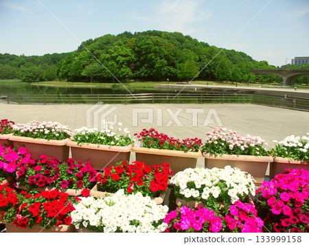 A 21st century forest and square landscape in early summer with petunias and Tyrolean daisies in bloom in planters A 21st century forest and square landscape in early summer with petunias and Tyrolean daisies in bloom in planters 133999158