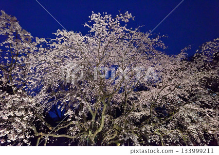 六義園垂枝櫻花 133999211