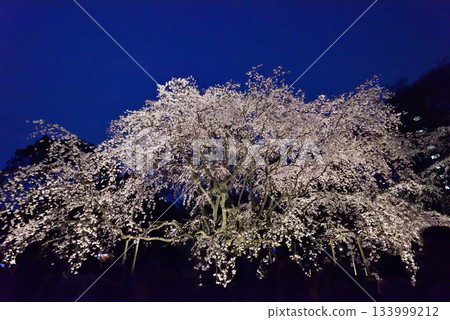 六義園垂枝櫻花 133999212