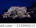 六義園垂枝櫻花 六義園垂枝櫻花 133999213