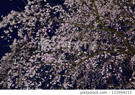 六義園垂枝櫻花 133999215