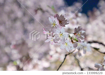 六義園垂枝櫻花 133999220