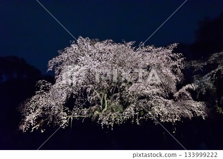 六義園垂枝櫻花 六義園垂枝櫻花 133999222