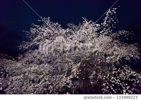 六義園垂枝櫻花 133999223